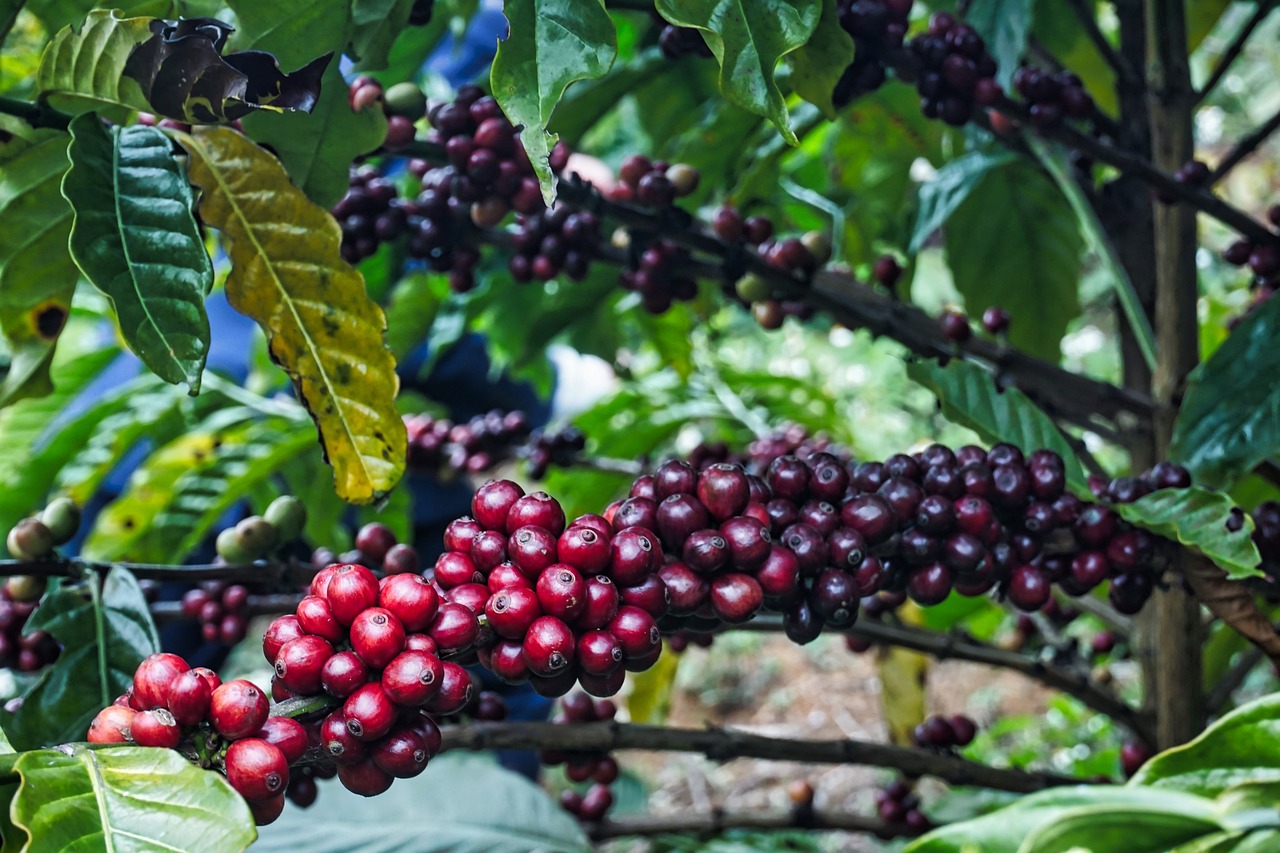 Die Umweltauswirkungen des Kaffeeanbaus