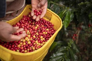 Umwelt Kaffeeanbau soziale Ausnutzung